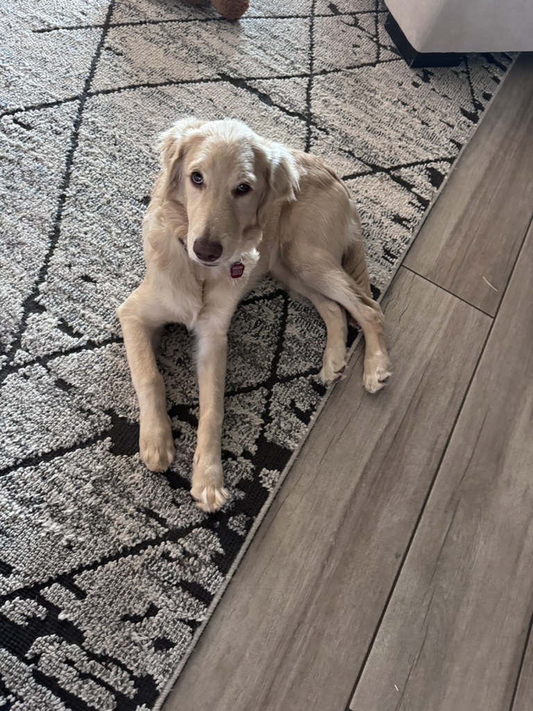 Roo, a cream rescue Goldendoodle with crimped ears