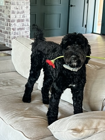 Sir Swipes-A-Lot, a black Portuguese Water Dog, with a stolen flower