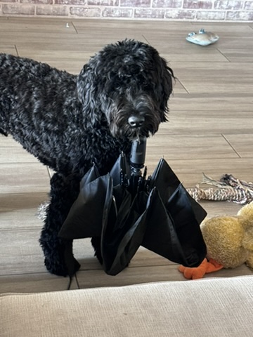 Sir Swipes-A-Lot with a stolen umbrella